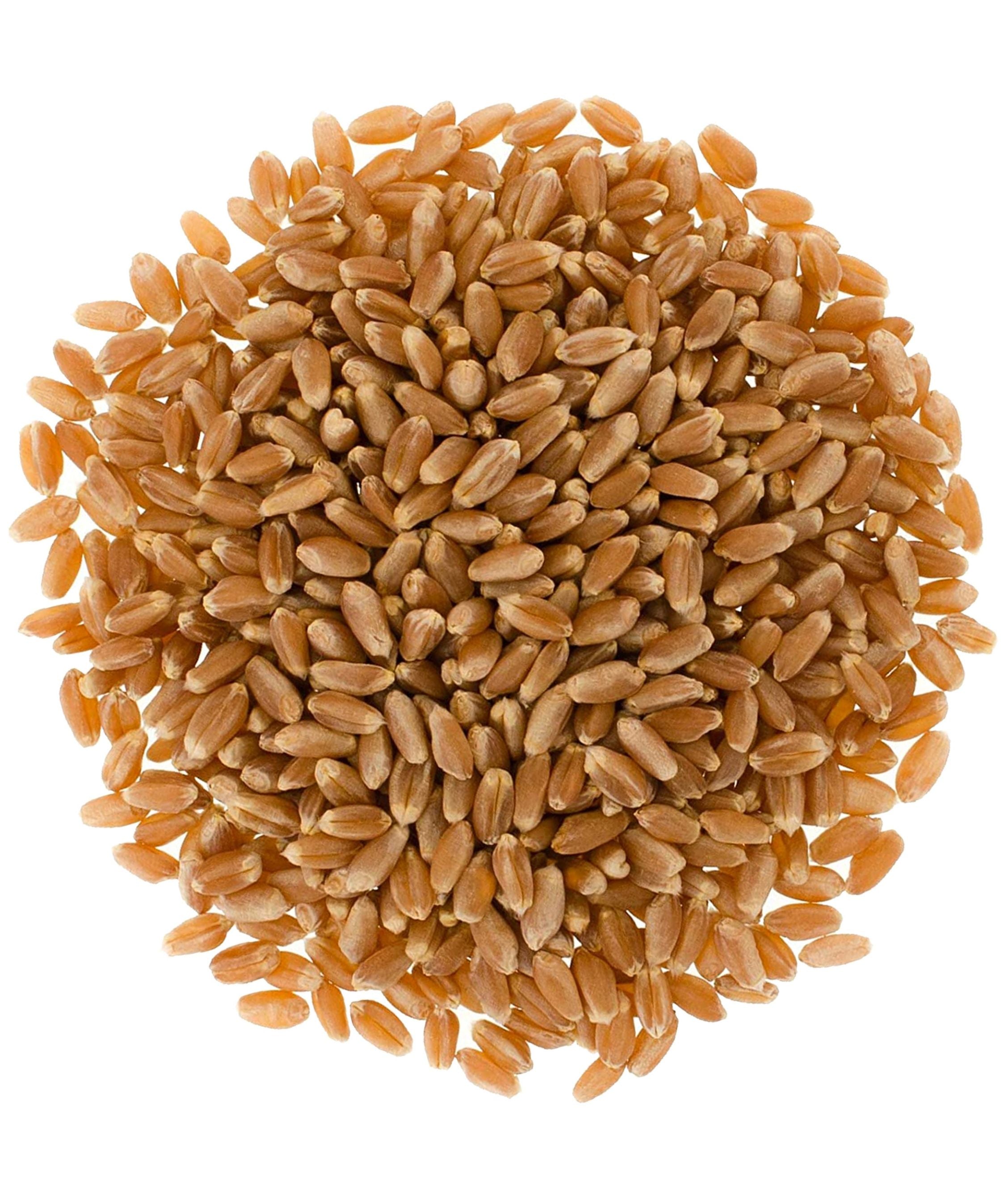 Hard Red Winter Wheat | 25 LB Bucket | Certified Glyphosate Residue Free