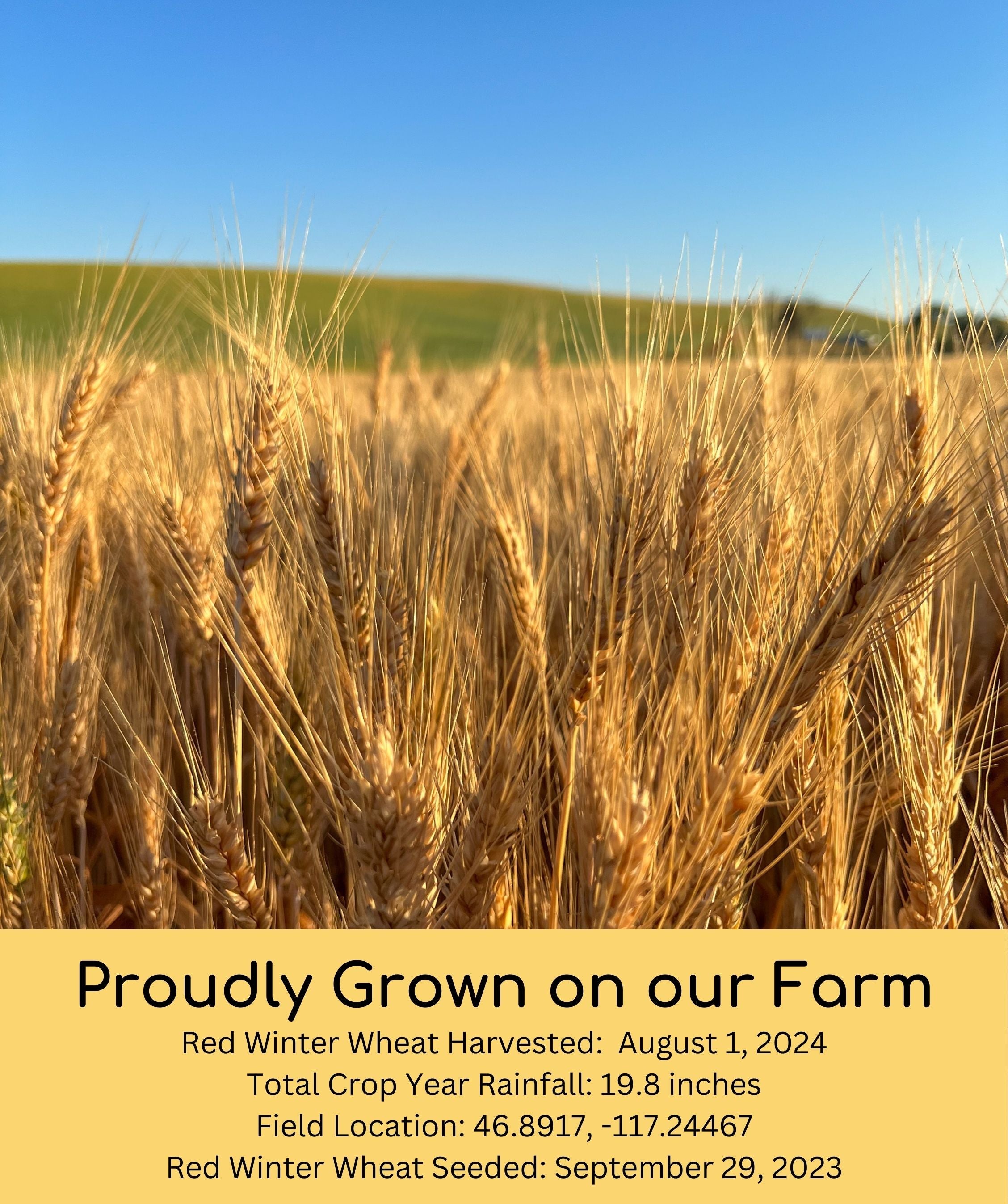 Red Winter Wheat | 25 LB | Certified Glyphosate Residue Free