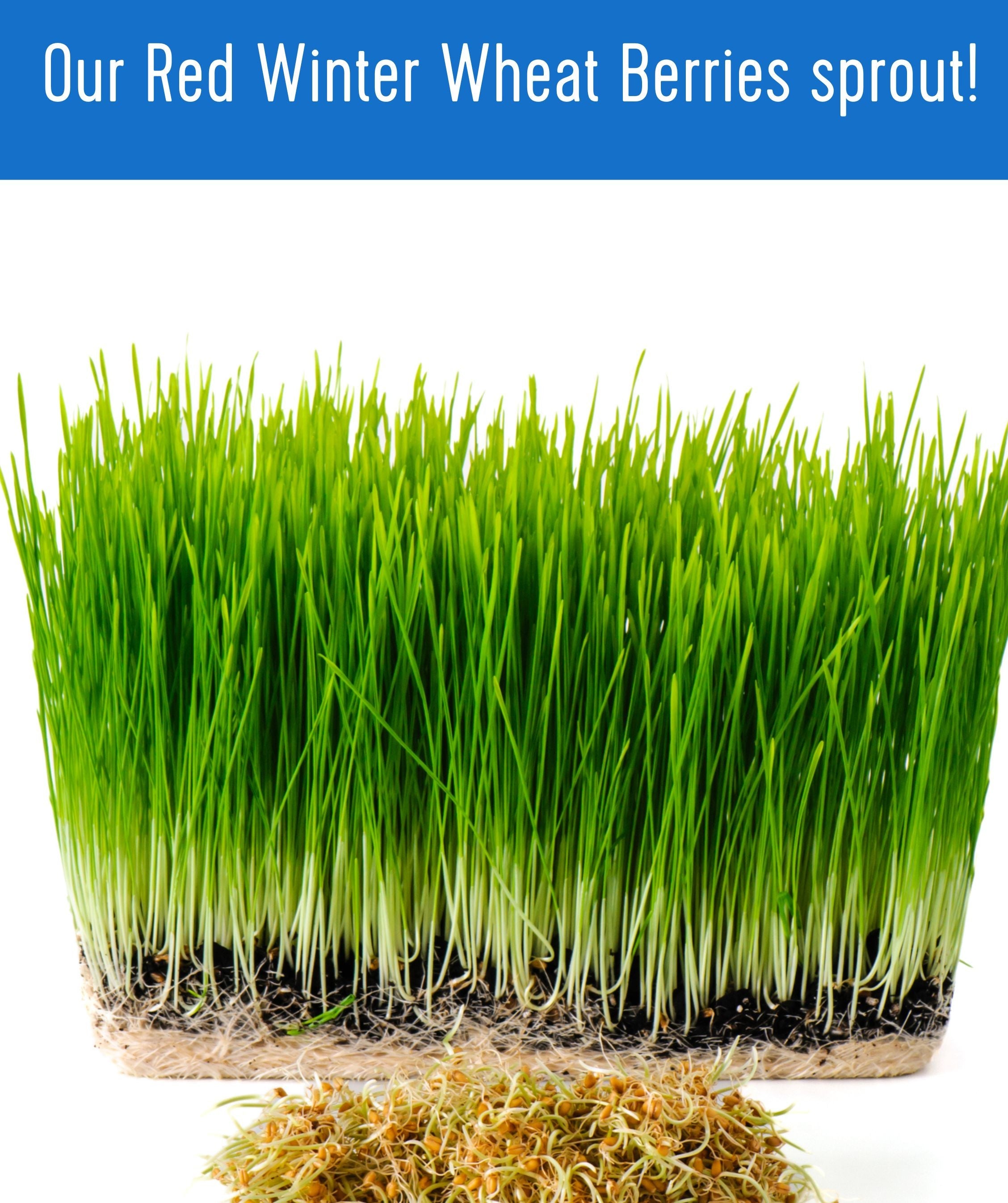 Red Winter Wheat | 25 LB | Certified Glyphosate Residue Free