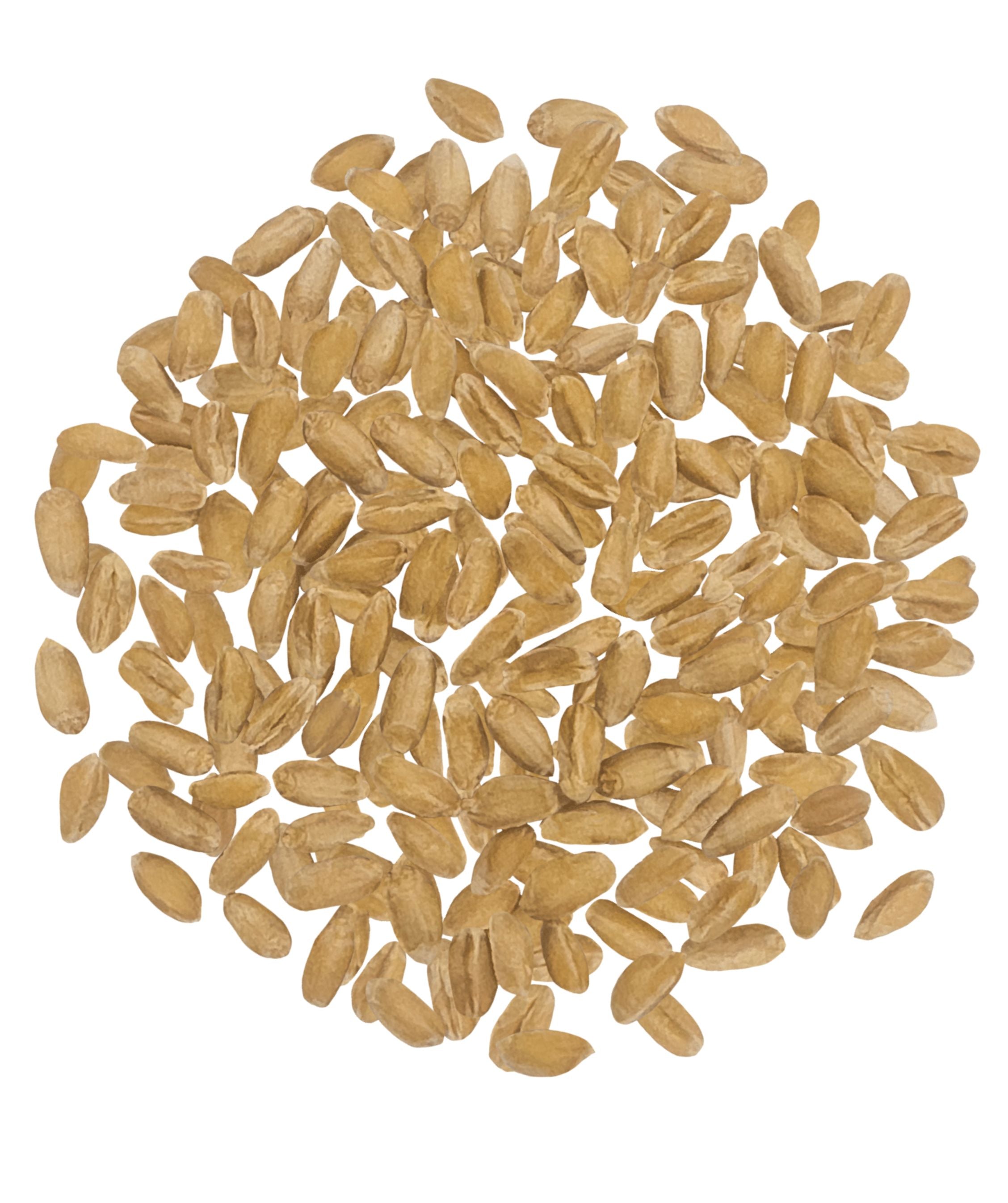 Spelt Berries | 25 LB